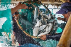 CDO approves comprehensive fisheries ordinance