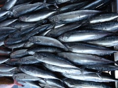 Iloilo Provincial Health Office urges Tulingan ban amid food poisoning
