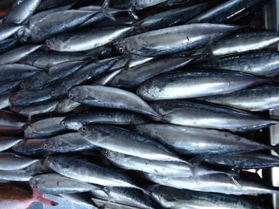 Iloilo Provincial Health Office urges Tulingan ban amid food poisoning
