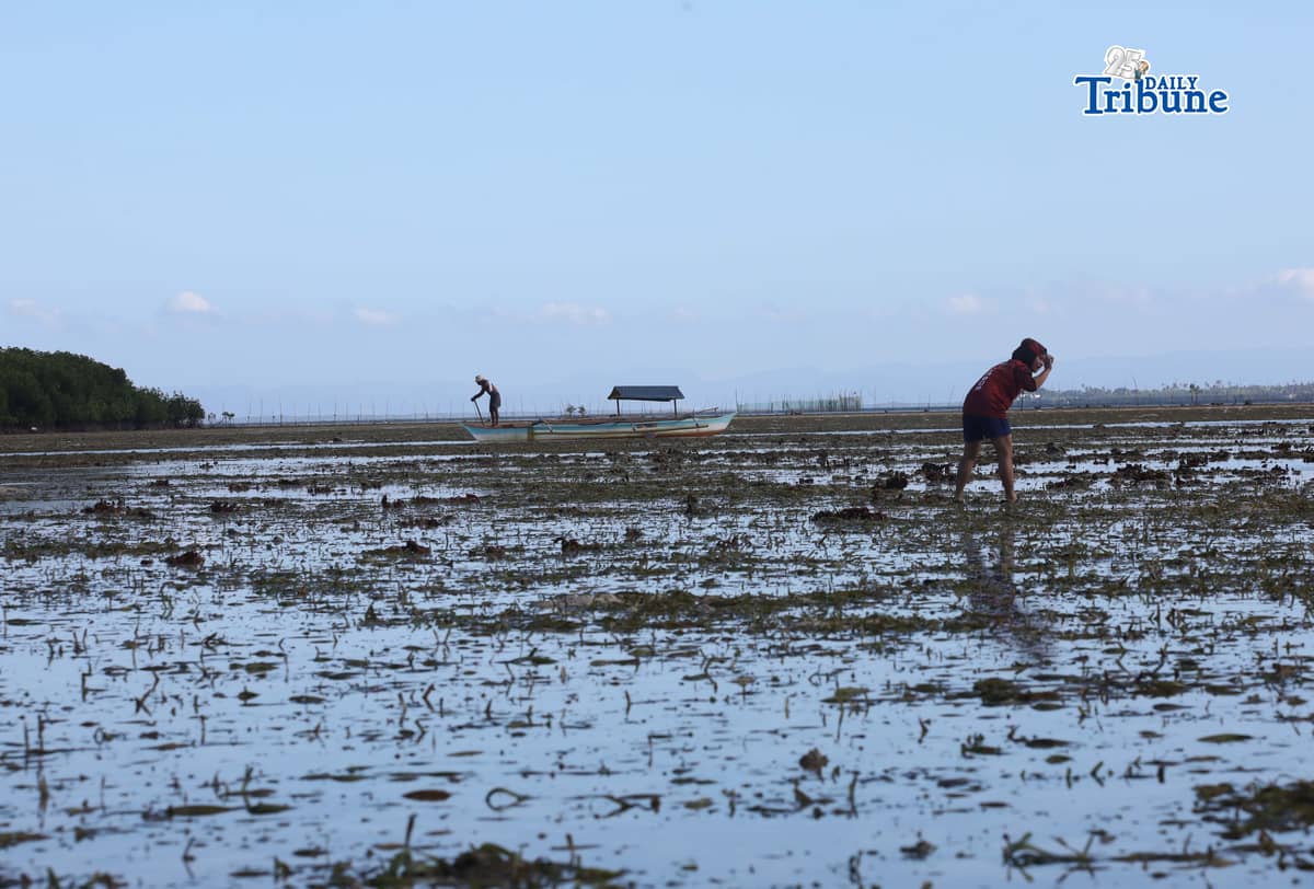 (April 09 2026) Residents took advantage the low tide at the seashore of Ubayon Loon Bohol to search a conch shell or (Aninikad) to eat, some others searching to sold at the market to make a profit, for their daily expenses on Thursday April 9 2026. Photo/Analy Labor