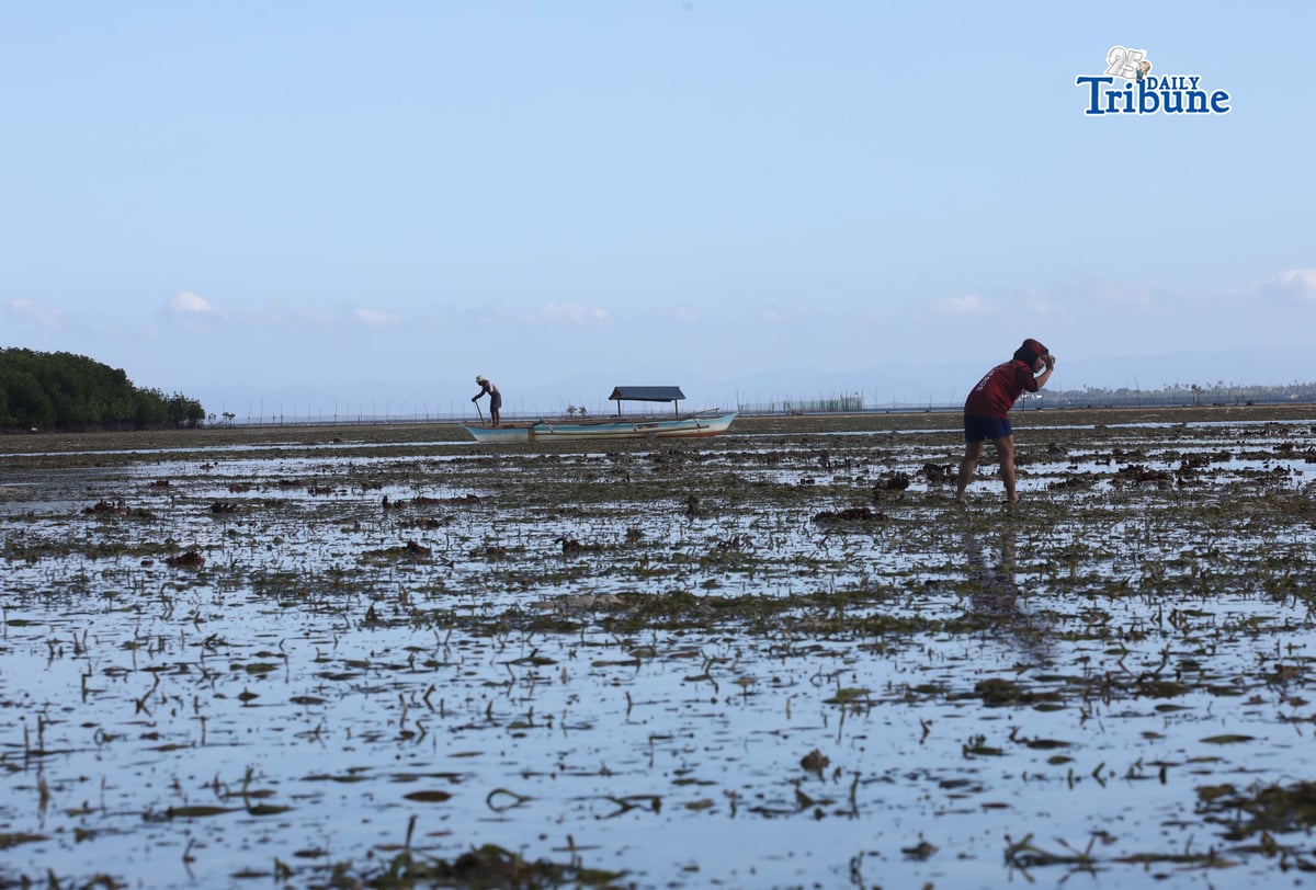 (April 09 2026) Residents took advantage the low tide at the seashore of Ubayon Loon Bohol to search a conch shell or (Aninikad) to eat, some others searching to sold at the market to make a profit, for their daily expenses on Thursday April 9 2026. Photo/Analy Labor