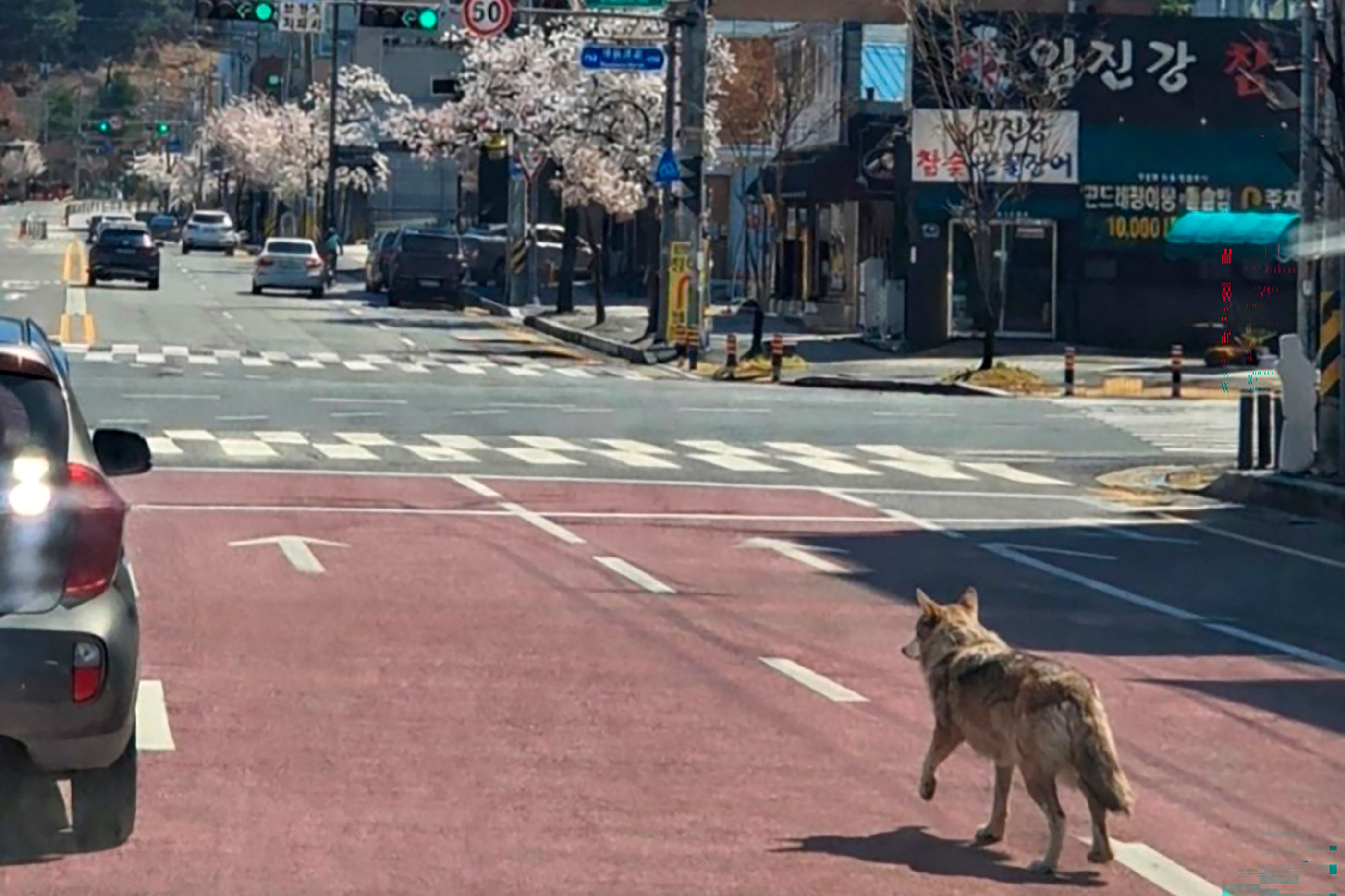 Escaped wolf forces school closure 