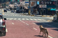 Escaped wolf forces school closure
