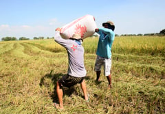 Farmer cuts costs, boosts yield
