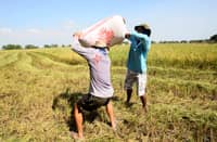 FARMERS carry heavy sacks of freshly harvested rice from a field in Apalit, Pampanga, reflecting the demanding work behind every grain produced.