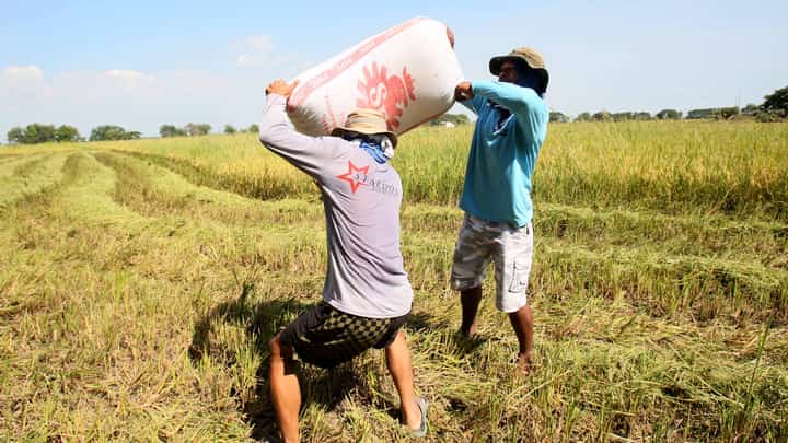 FARMERS carry heavy sacks of freshly harvested rice from a field in Apalit, Pampanga, reflecting the demanding work behind every grain produced.