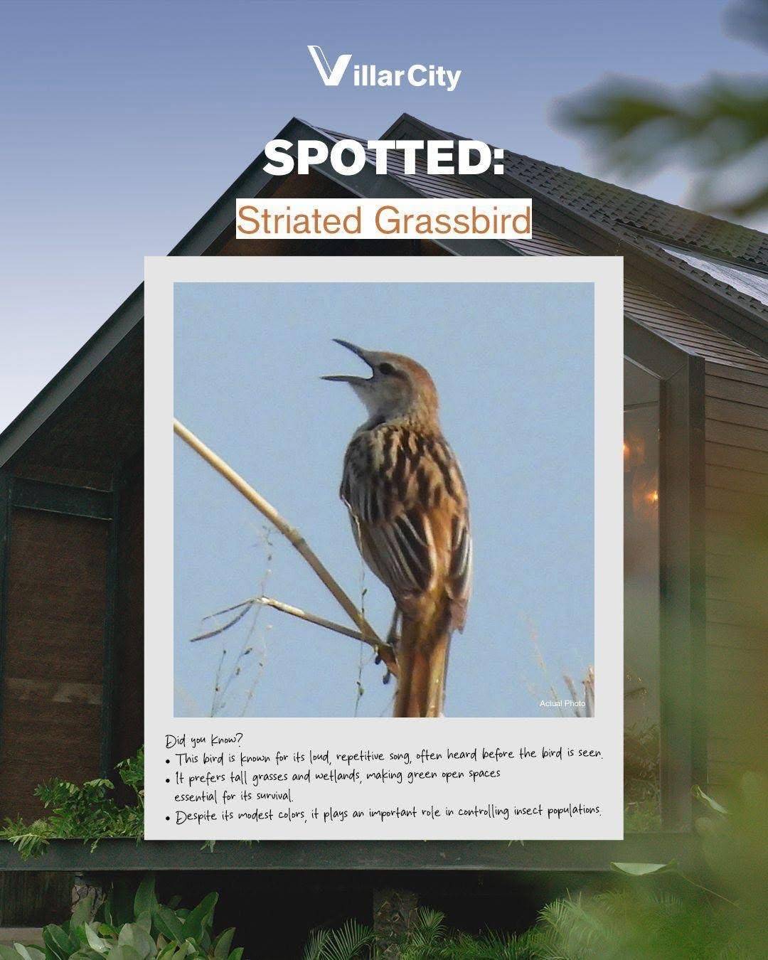 STRIATED Grassbird.
