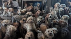 250 dogs rescued in home
