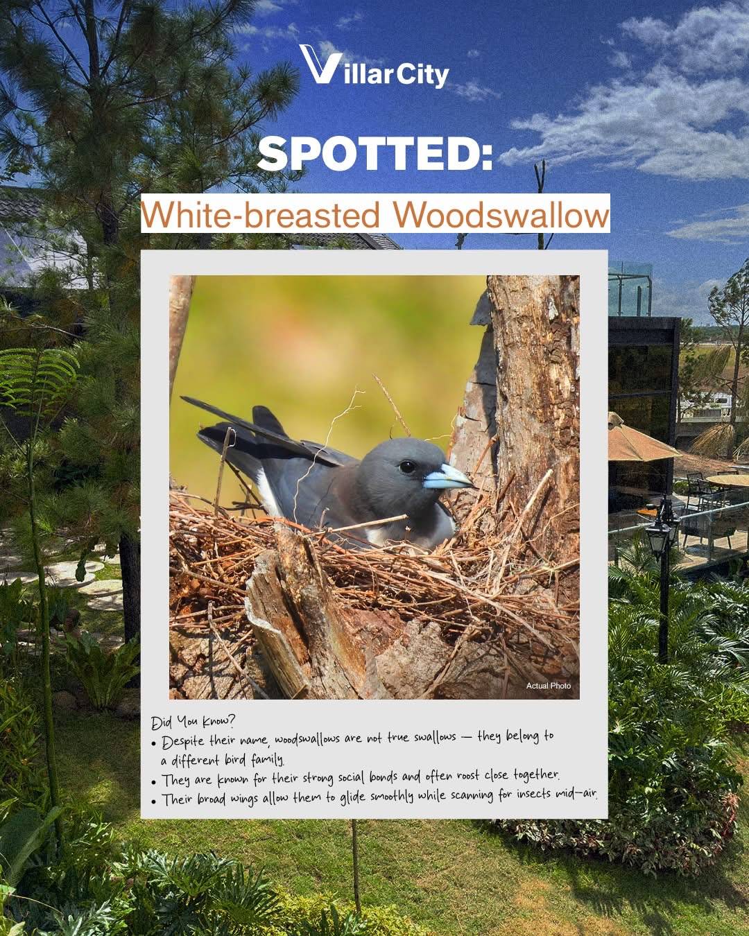 WHITE-BREASTED Woodswallow.