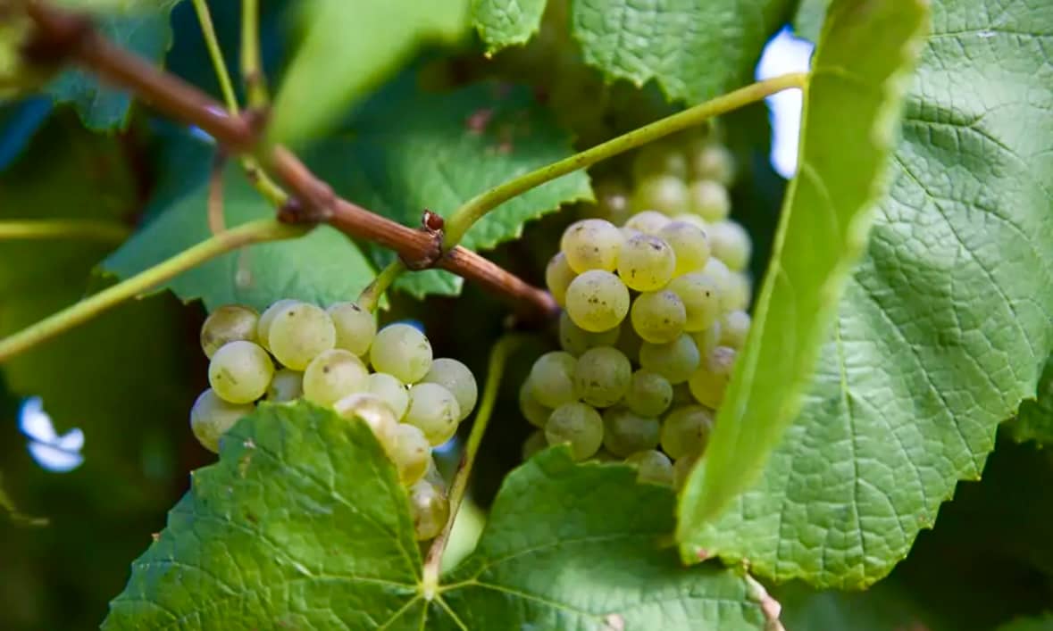 RIPENING grapes hang on the vine at Adina Vineyard, reflecting the rich winemaking heritage of Australia’s Hunter Valley.