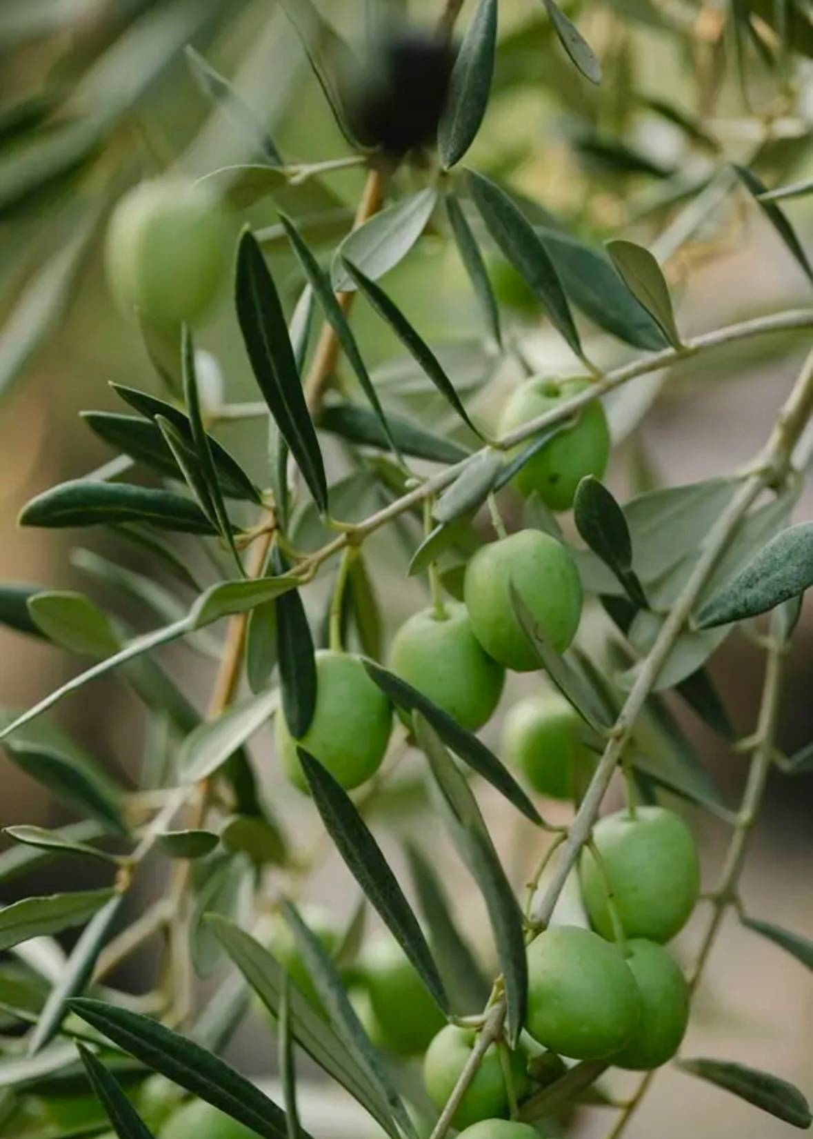 FRESH olives grow on the trees at Adina Vineyard & Olive Grove, highlighting the estate’s dedication to quality olive cultivation in Hunter Valley.