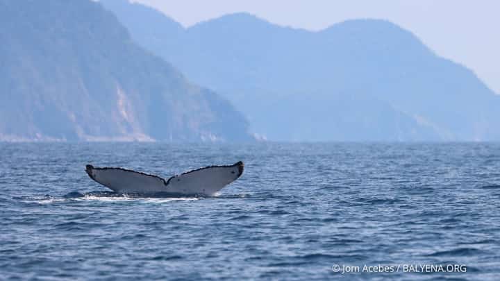 THREE humpback whales were spotted in the Babuyan Marine Corridor on 10 April, according to marine conservation group Balyena.org.