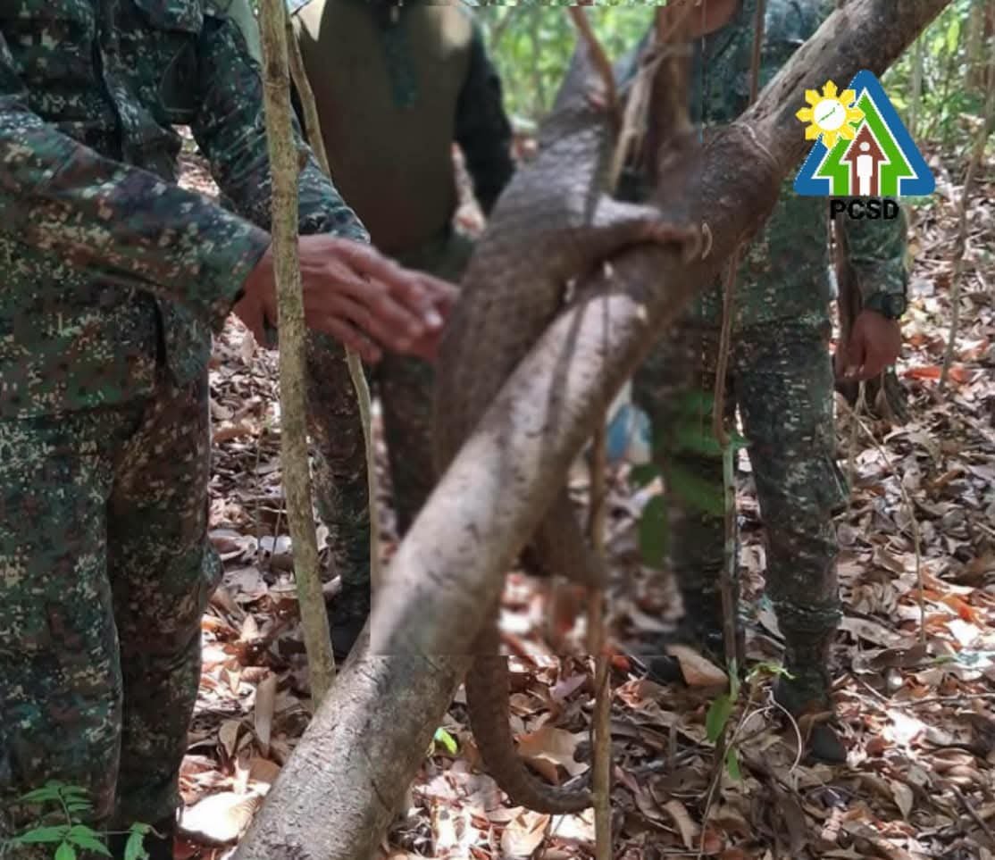 Dead Pangolin found, 16 illegal traps discovered in Palawan
