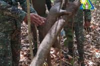 A dead Palawan Pangolin was found at the mountainous region of the Iwahig Prison and Penal Farm (IPPF), while. 16 illegal traps were also discovered on April 10, 2026.