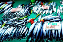 Galunggong landings nearly double in March