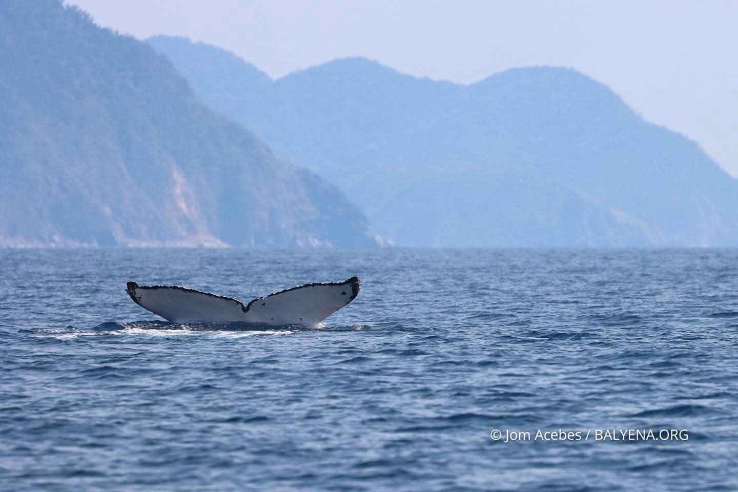 3 humpback whales spotted in Babuyan corridor