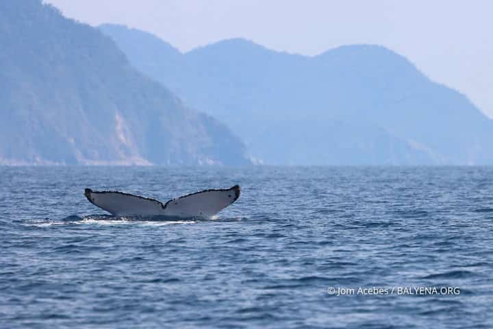 3 humpback whales spotted in Babuyan corridor