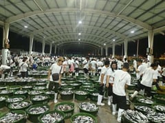 Galunggong supply surges, easing price pressure — PFDA