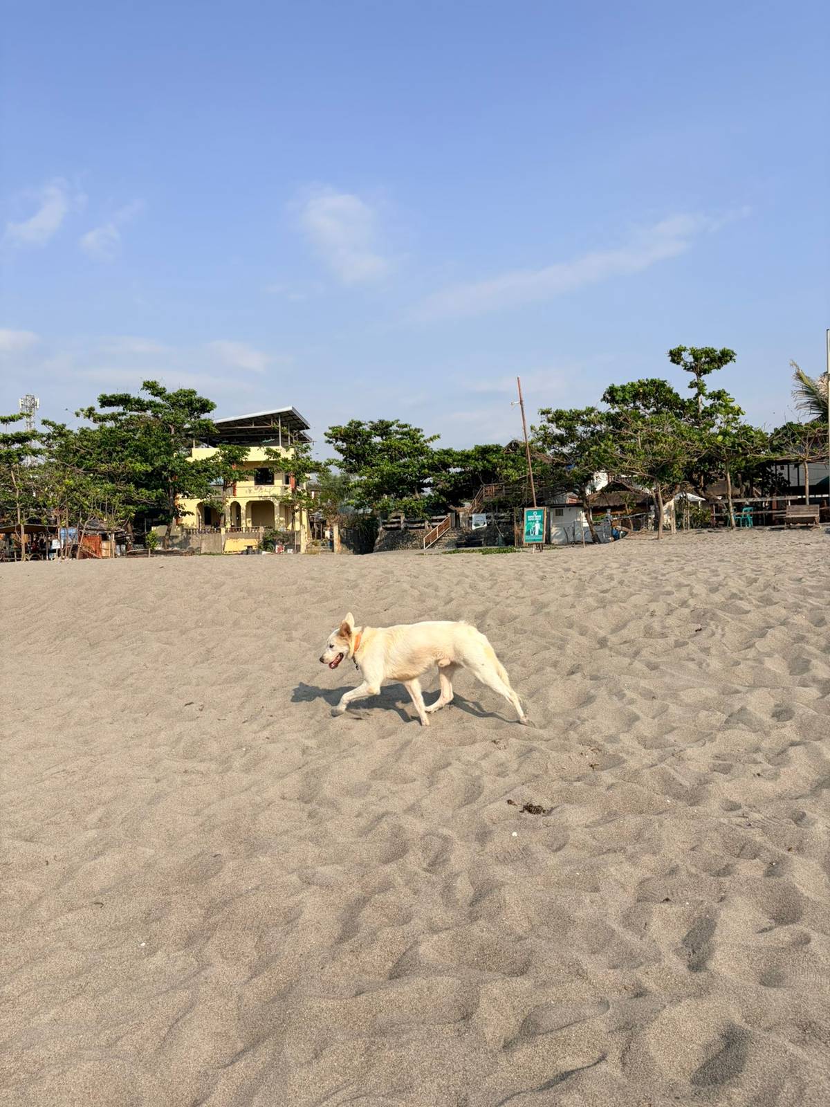 WHITE sand shores offer a gentle escape, where soft grains and quiet waves create a calm, sunlit retreat, with an aspin happily running along the beach.