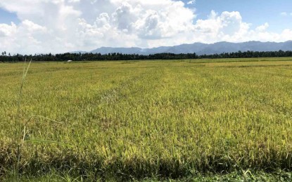 DA: Farmers see better harvests, higher prices amid cost pressures

