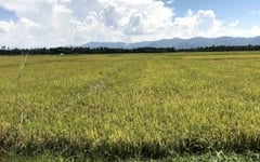 DA: Farmers see better harvests, higher prices amid cost pressures
