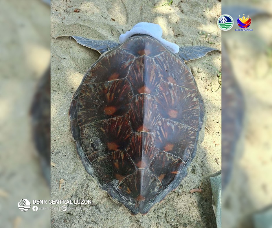 DENR releases endangered green sea turtle in Aurora waters
