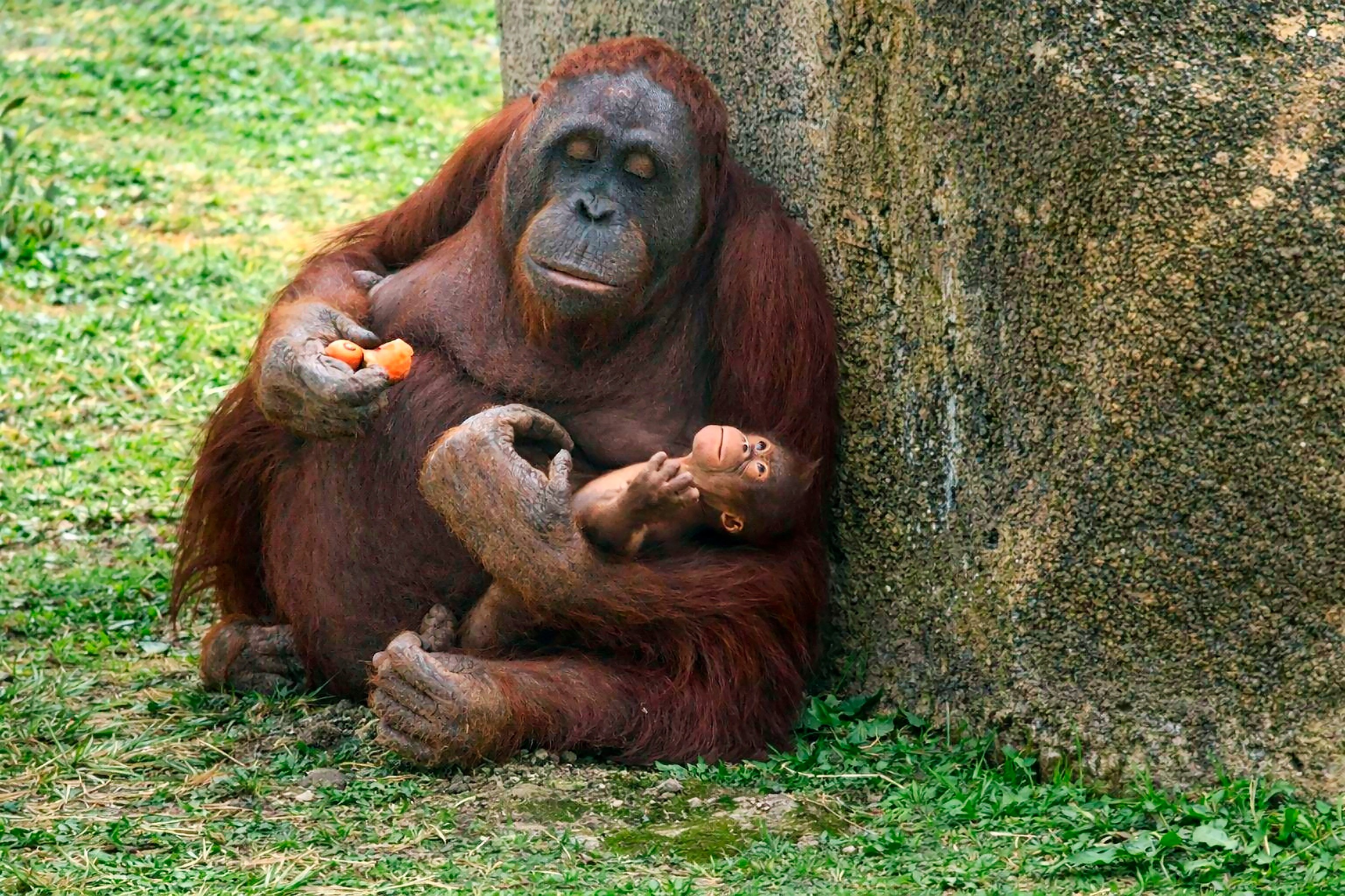 Critically endangered orangutan born 
