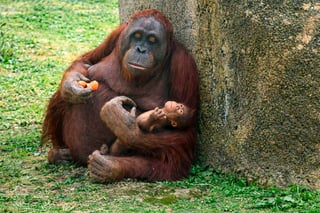 Critically endangered orangutan born 
