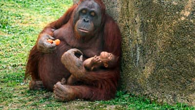 SURYA, a female Bornean orangutan (Pongo pygmaeus), cradles her newborn shortly after its birth on 2 April 2026 at the Madrid Zoo Aquarium, in Madrid.