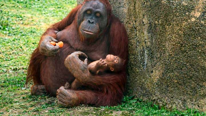 SURYA, a female Bornean orangutan (Pongo pygmaeus), cradles her newborn shortly after its birth on 2 April 2026 at the Madrid Zoo Aquarium, in Madrid.