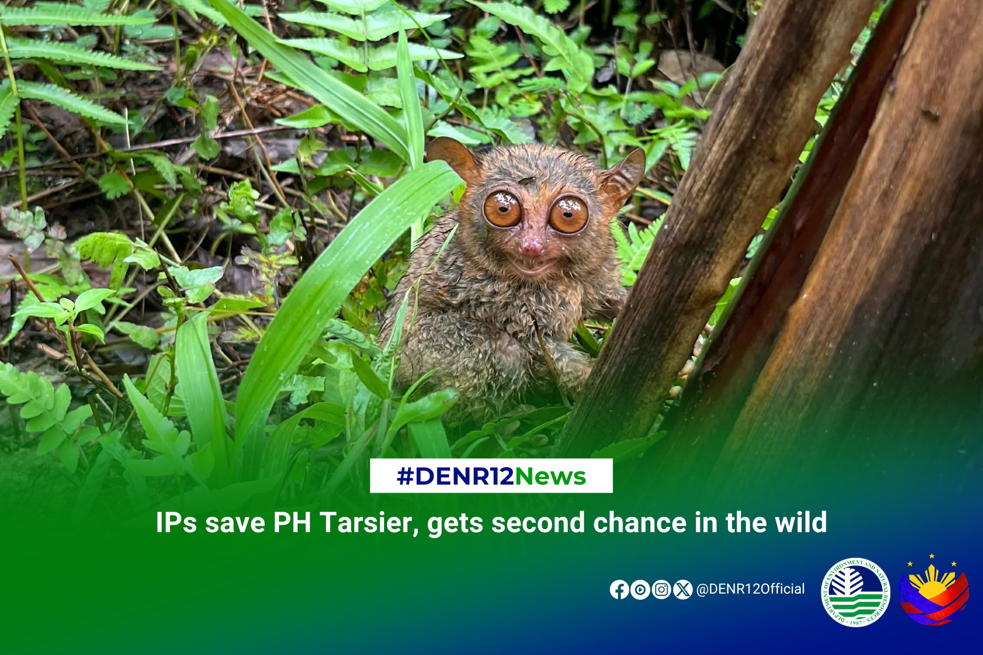 Community saves Philippine tarsier in Sarangani