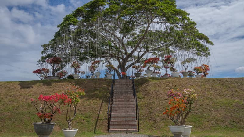 Nature, memory and modern growth: A landmark rooted in time