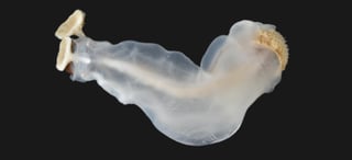 Philippines’ rock-eating ‘antingaw’ vies for International Mollusc of the Year