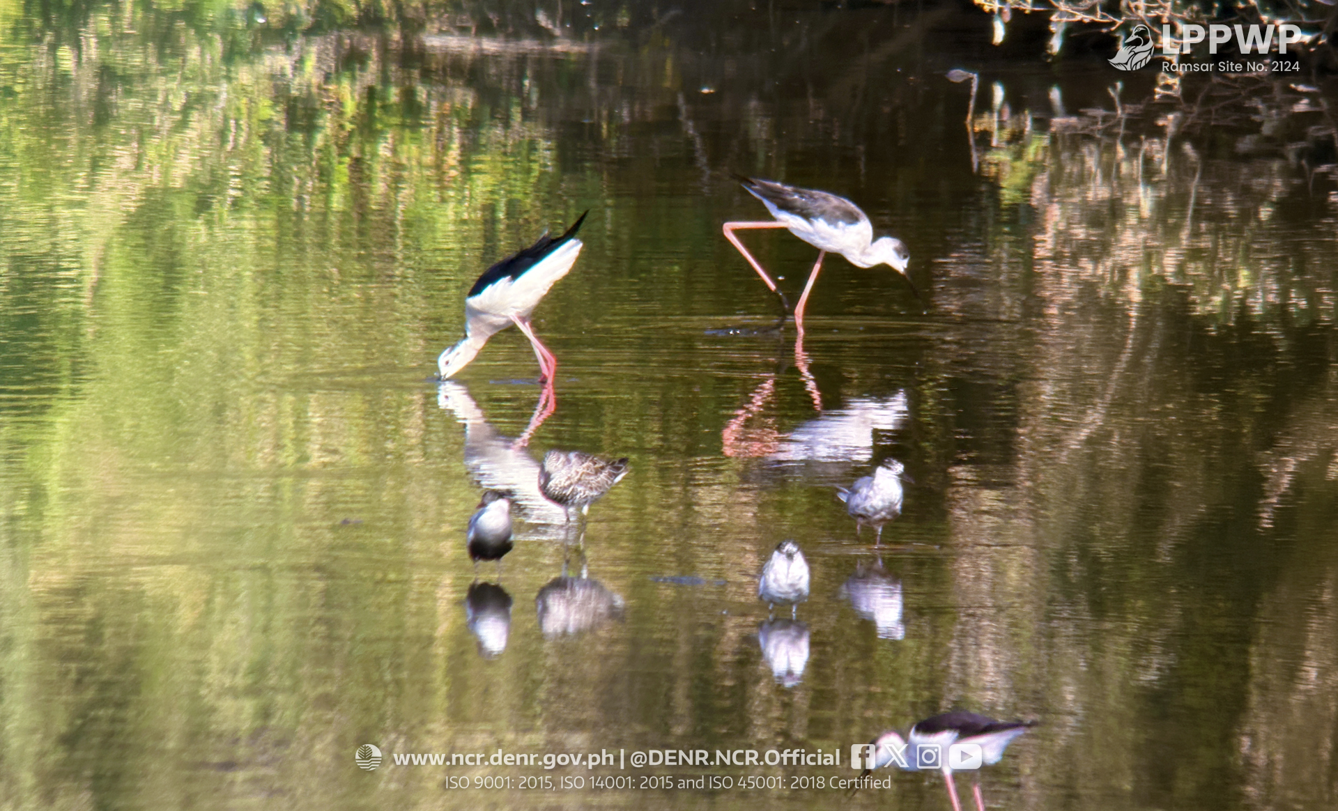 Wetland monitors record 1,504 birds
