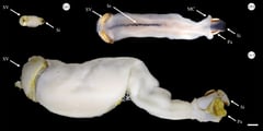 Meet the chalk-chomping clam