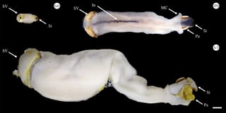 Meet the chalk-chomping clam