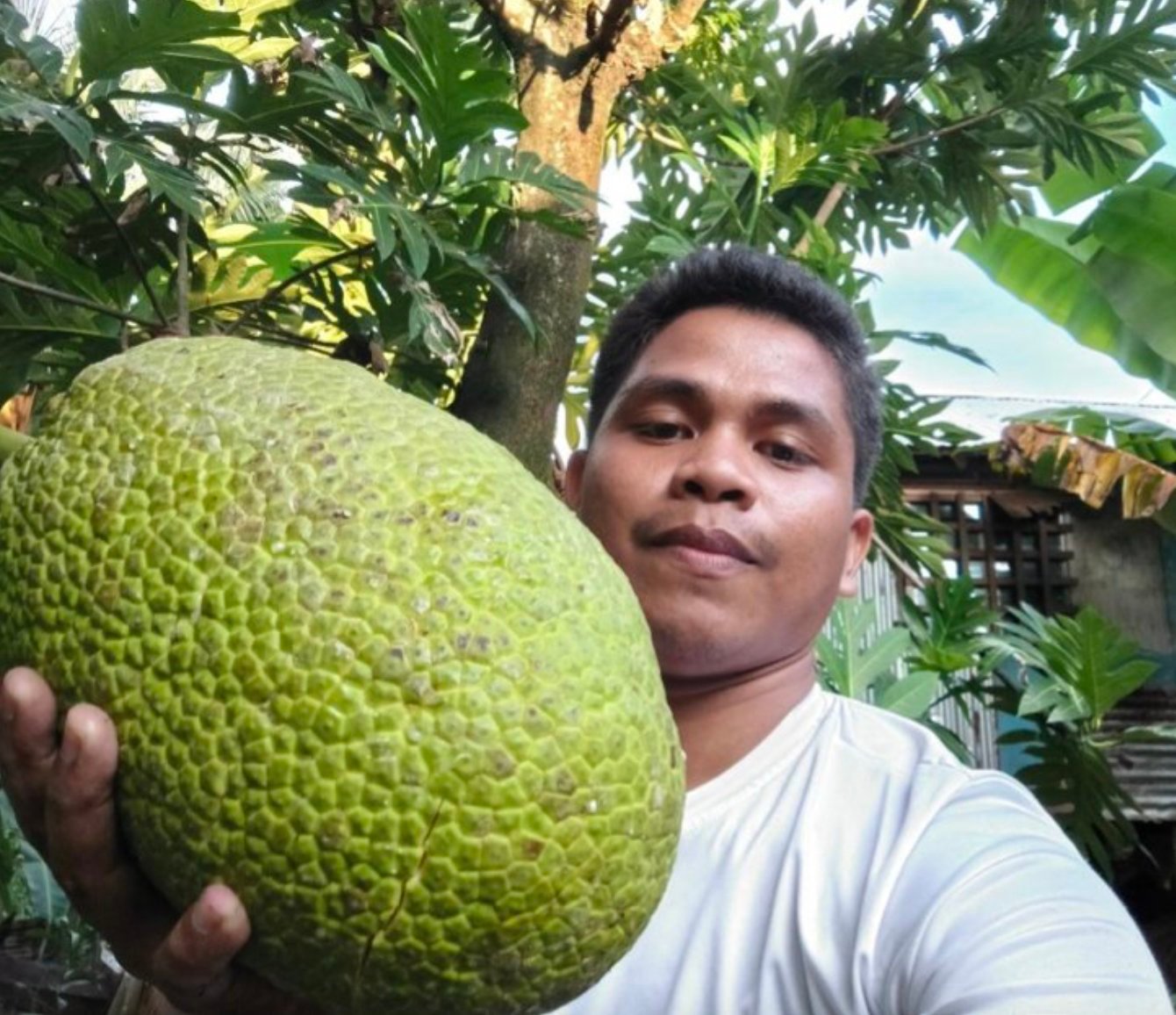 Breadfruit revival underway