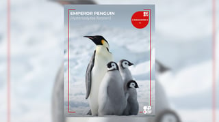 Emperor penguins listed as endangered species 
