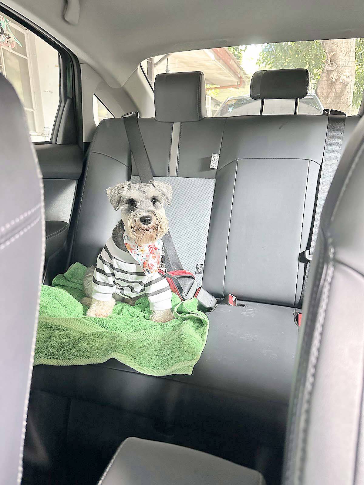BEST passenger: Lexie, all dressed up and ready to ride.