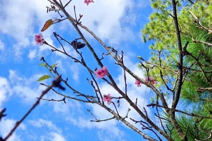 BLOOM worth the wait At Baguio City, the long wait finally turned pink as sakura trees at Baguio Country Club blossomed in January 2026, seven years after being gifted by Japanese donors, transforming patience into petals and quiet diplomacy into bloom.
