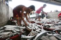 Davao fisheries capacity gets P46-M lift