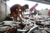 Davao fisheries capacity gets P46-M lift
