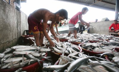 ‘Stock now, pay later’ program boosts bangus production