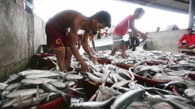 Davao fisheries capacity gets P46-M lift