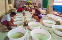 BFAR-8 launches ‘stock now, pay later’ program for bangus growers
