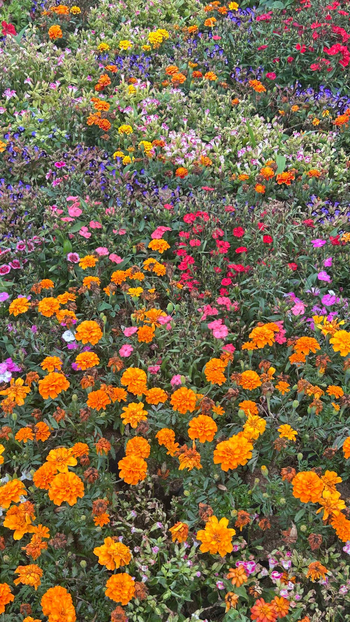 CARPET of flowers from the Blooms and Landscape Competition.