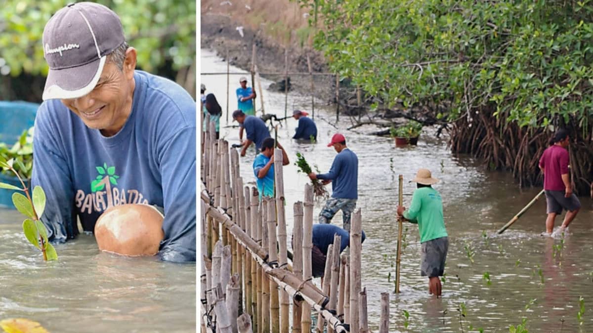 VOLUNTEERS work together to plant 2,300 mangrove saplings in a fivehectare area in Barangay East Calaguiman, Samal, Bataan adopted by AboitizPower through GNPower Dinginin.