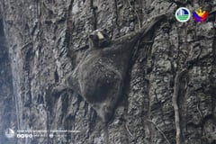 Monitoring team documents rare flying lemur in Mt. Apo