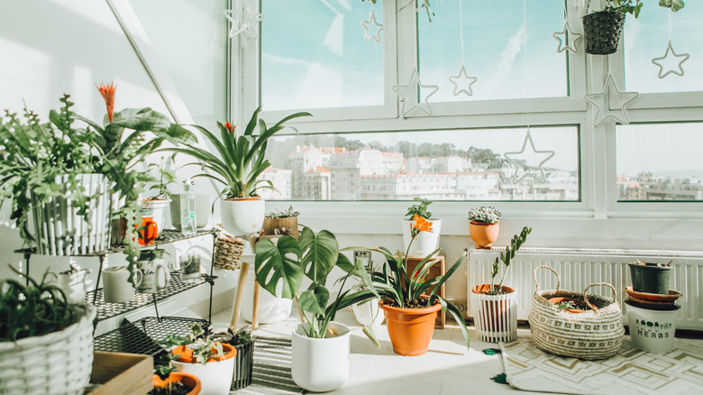 HOUSEPLANTS sit by a sunlit window, offering a touch of green while subtly helping cool and refresh indoor air.
