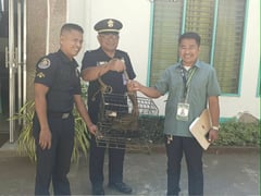 DENR rescues Philippine palm civet in Labason, prepares safe release